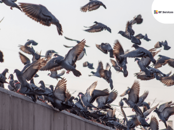 Technicien installant une solution anti-pigeon à Toulouse